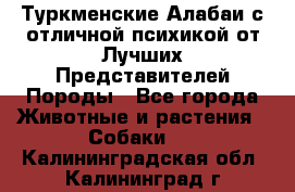 Туркменские Алабаи с отличной психикой от Лучших Представителей Породы - Все города Животные и растения » Собаки   . Калининградская обл.,Калининград г.